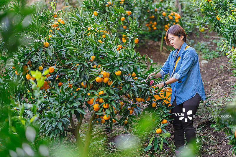 年轻女农场主从树上采摘成熟的橘子图片素材
