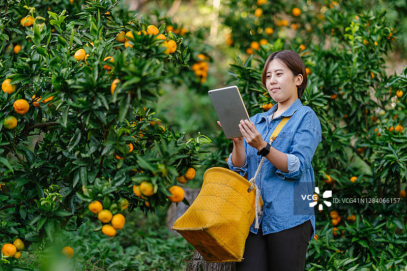 年轻女农使用平板电脑采摘成熟的橘子图片素材