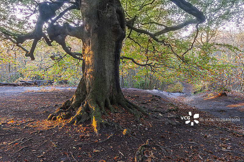 英国肯特郡佩里伍德的秋季山毛榉树图片素材