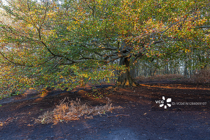 英国肯特郡佩里伍德的秋季山毛榉树图片素材