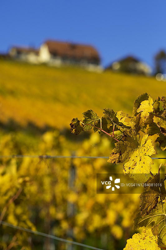 黄色葡萄园和蓝天晴日图片素材