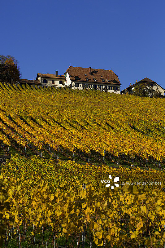 蓝色秋空下的黄色葡萄园图片素材
