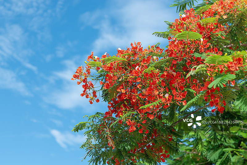 古巴圣克拉拉的凤凰花图片素材