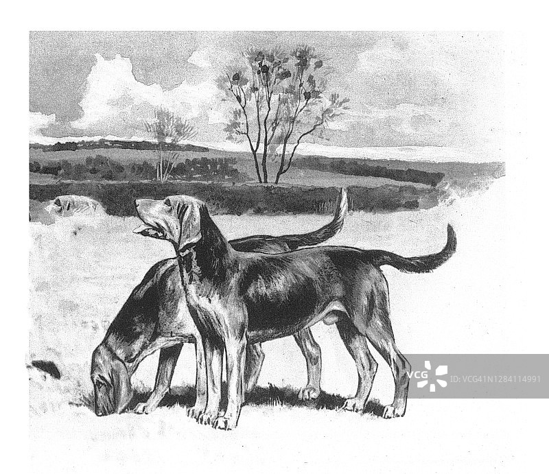 猎鹿犬复古雕刻插图图片素材