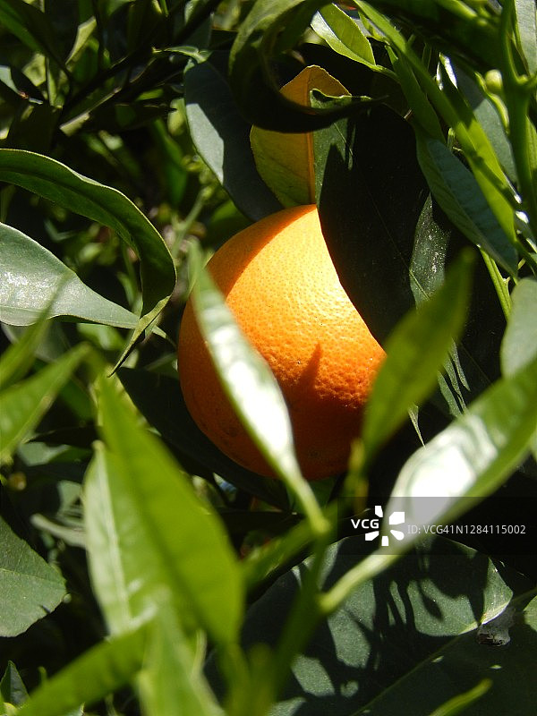 橘子树上悬挂的成熟苦橙图片素材