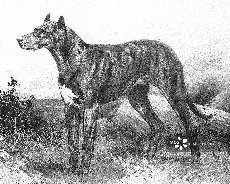 大丹犬古老雕刻插图图片素材