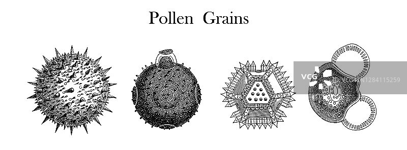 植物学花粉粒古老雕刻插图图片素材