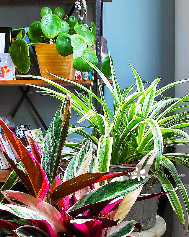 室内盆栽植物图片素材