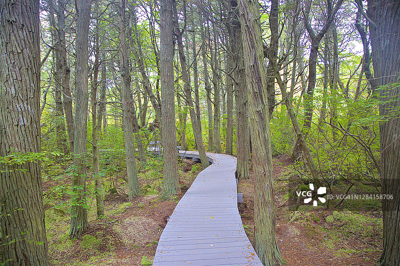 韦尔夫利特大西洋白雪松沼泽小径，十月的树木图片素材