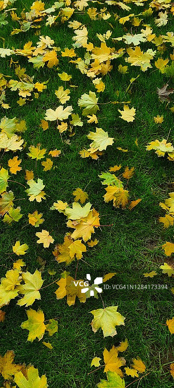 绿草地上的黄色栗树叶，秋季主题图片素材