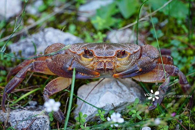 武拉科斯峡谷中的河蟹图片素材