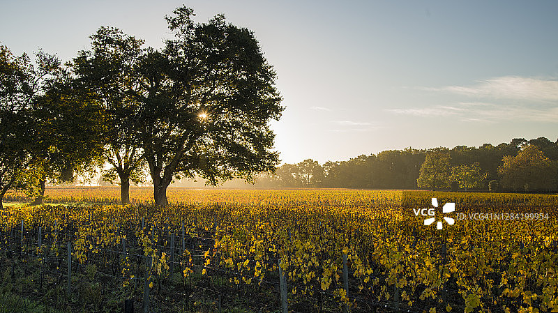 秋季葡萄园图片素材