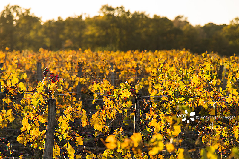 秋季葡萄园图片素材
