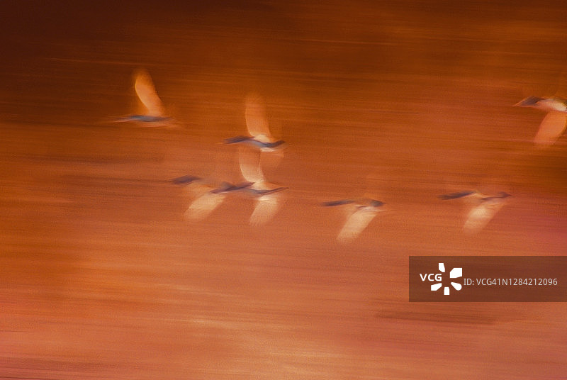 模糊运动中的印度雁，印度卡齐兰加国家公园图片素材