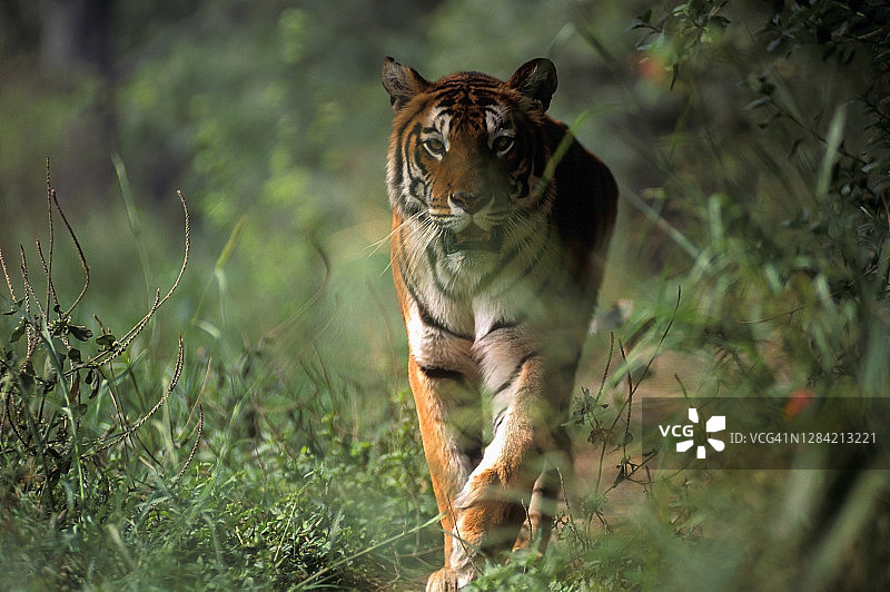 孟加拉虎走在丛林中，印度卡齐兰加国家公园图片素材