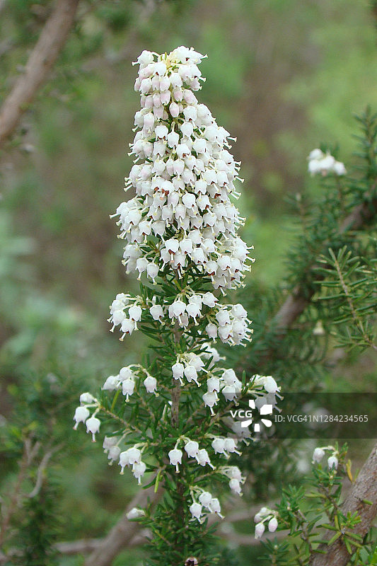 树石楠图片素材