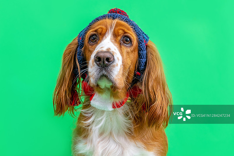 绿色背景下可爱的可卡犬宠物图片素材