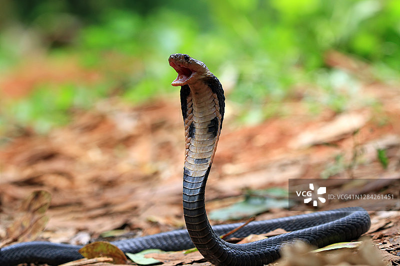 准备攻击的爪哇眼镜蛇，印度尼西亚图片素材