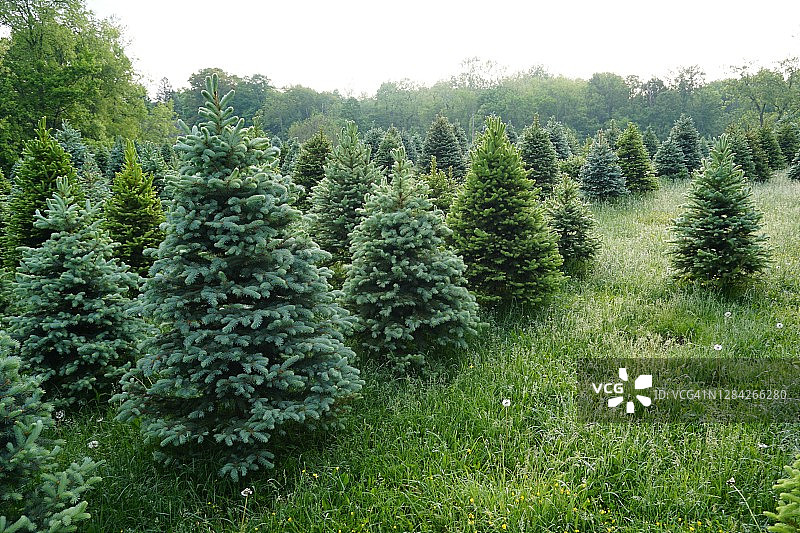 常绿树农场图片素材