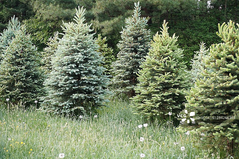 圣诞树农场图片素材