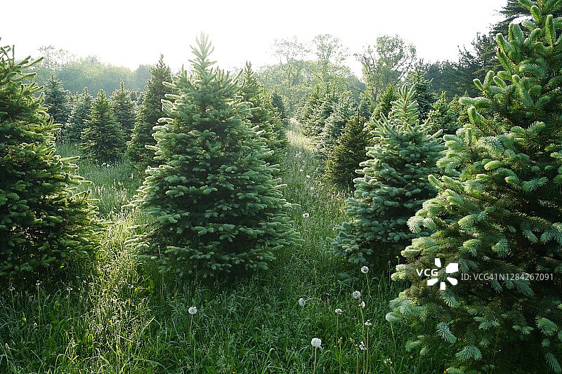 圣诞树农场图片素材