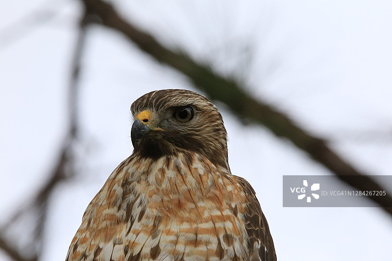 北美洲小鹰（Accipiter striatus）图片素材