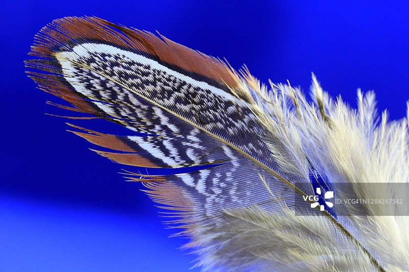 蓝色背景上的羽毛图片素材