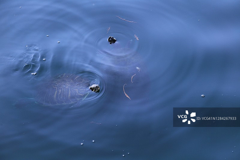 在池塘里游泳的乌龟图片素材