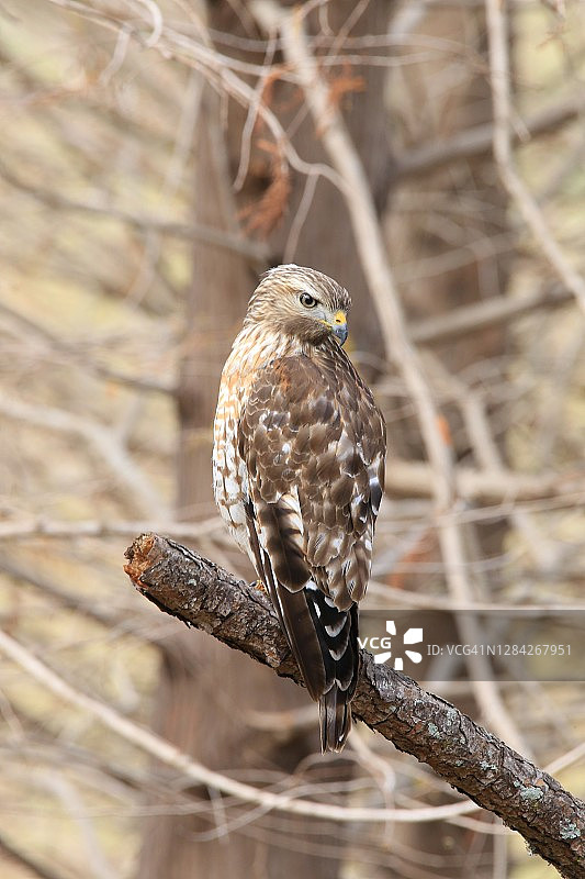 野生鹰图片素材
