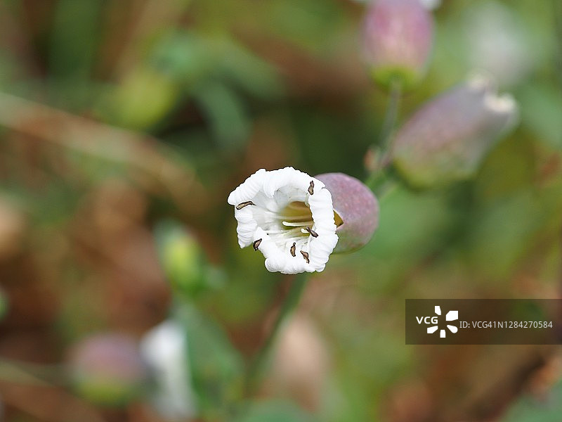石荠苧图片素材