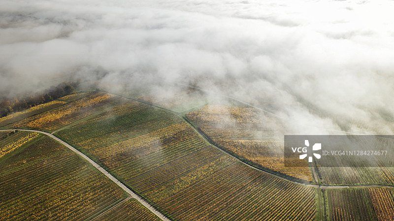 德国莱茵高地区的葡萄园和晨雾图片素材
