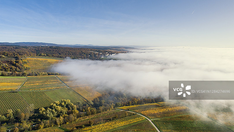 德国莱茵高地区的葡萄园和晨雾图片素材