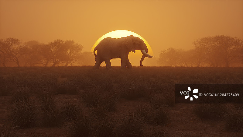 夕阳下孤独行走的大象图片素材