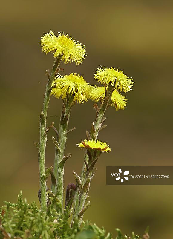 款冬（Tussilago farfara），德国黑森州图片素材
