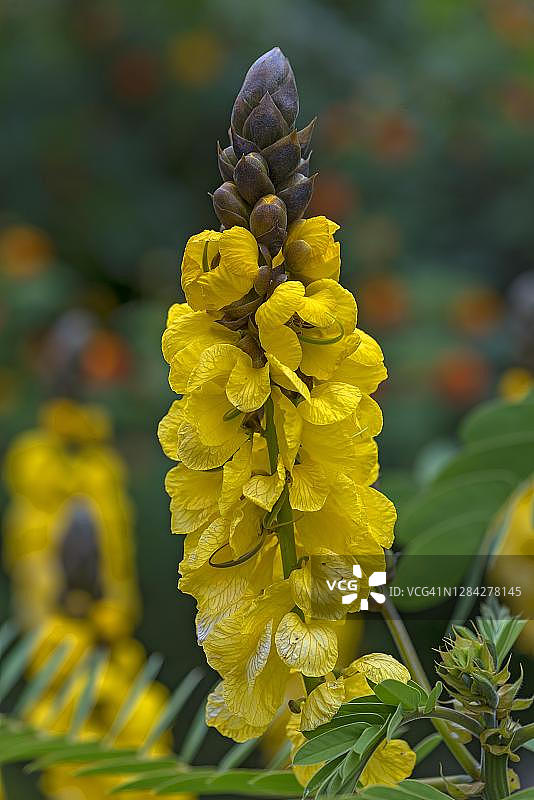 双荚决明，明斯特植物园，德国北莱茵-威斯特法伦州图片素材