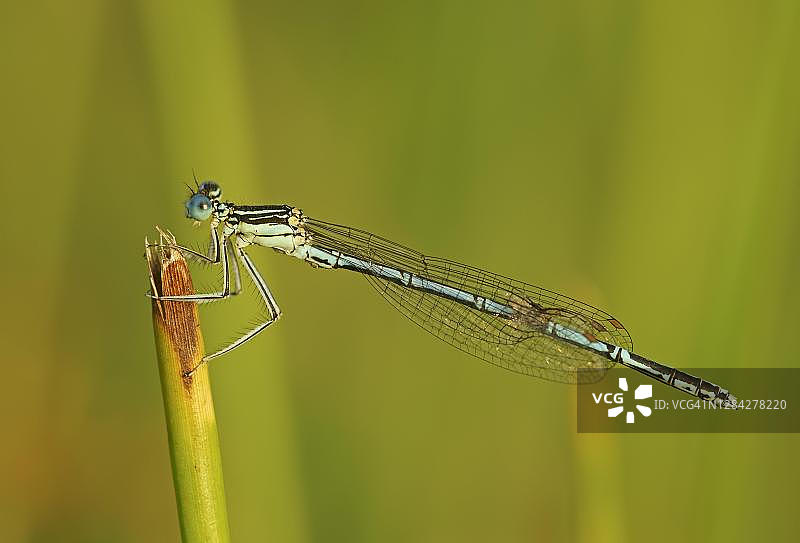雄性白腿豆娘，德国黑森州图片素材