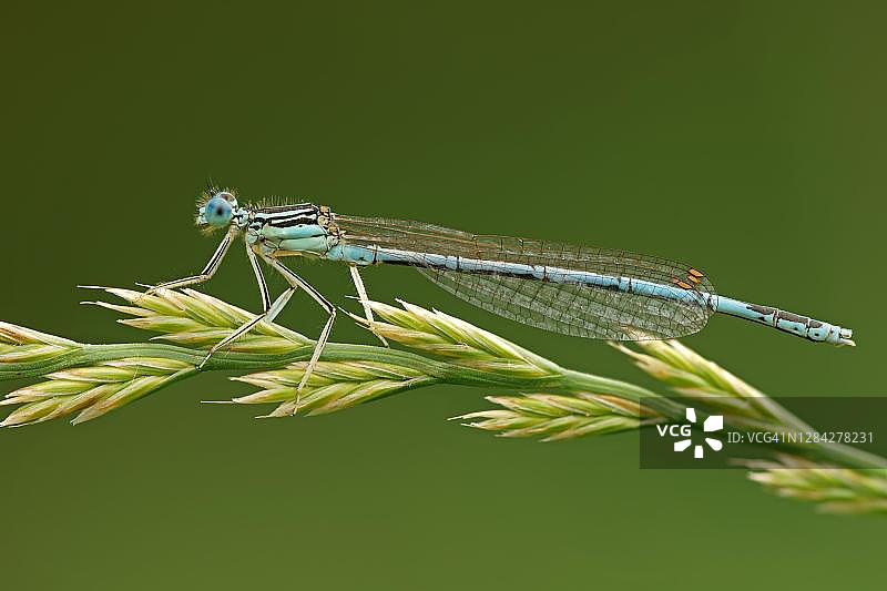 雄性白腿豆娘，德国黑森州图片素材