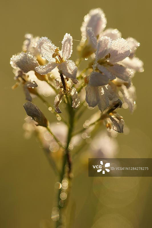 德国黑森州碎米荠图片素材
