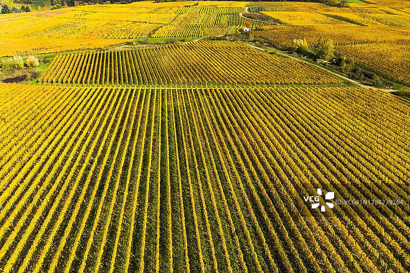 德国黑森州莱茵高秋季金色葡萄园航拍图片素材