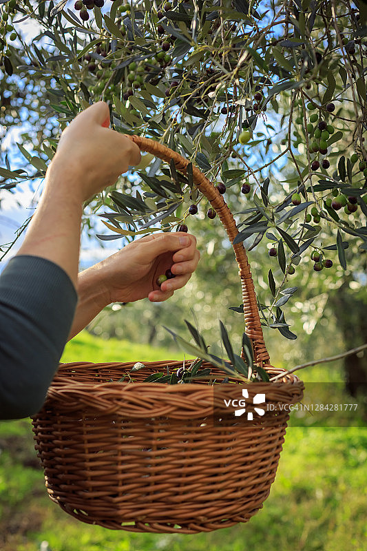 农民从橄榄树上采摘橄榄，意大利托斯卡纳图片素材