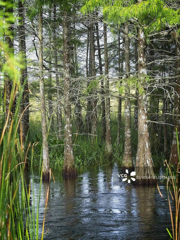 佛罗里达大沼泽地的柏树林图片素材