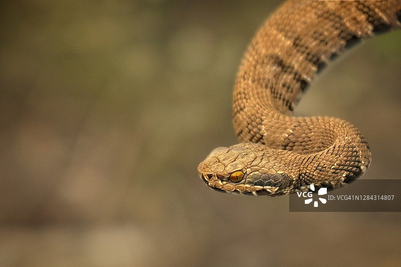 幼年水腹蛇图片素材