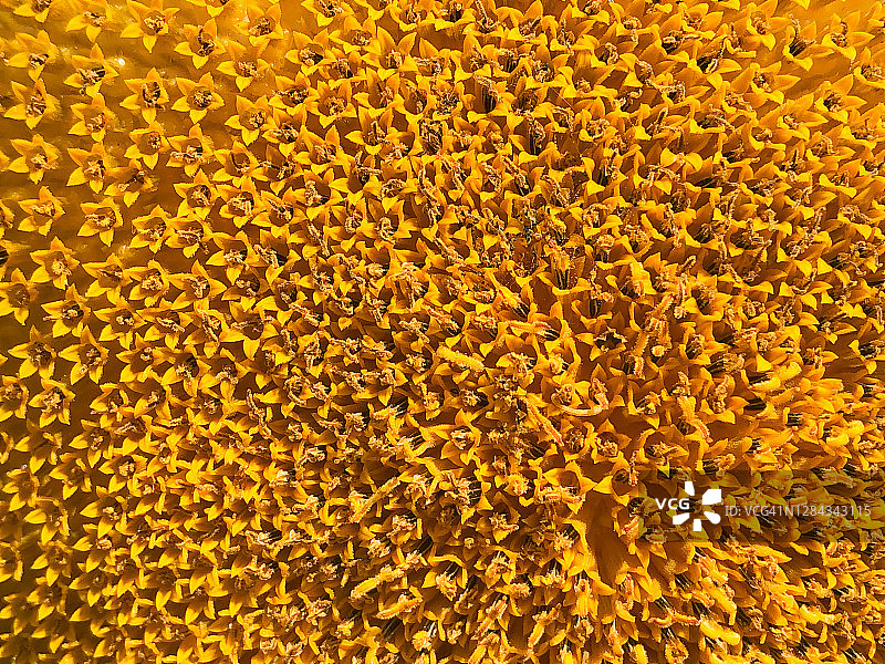 向日葵花盘种子收获前的中心盘特写镜头图片素材