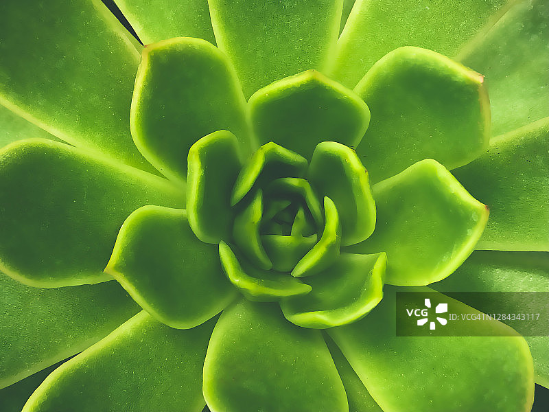 石莲花多肉植物背景图片素材