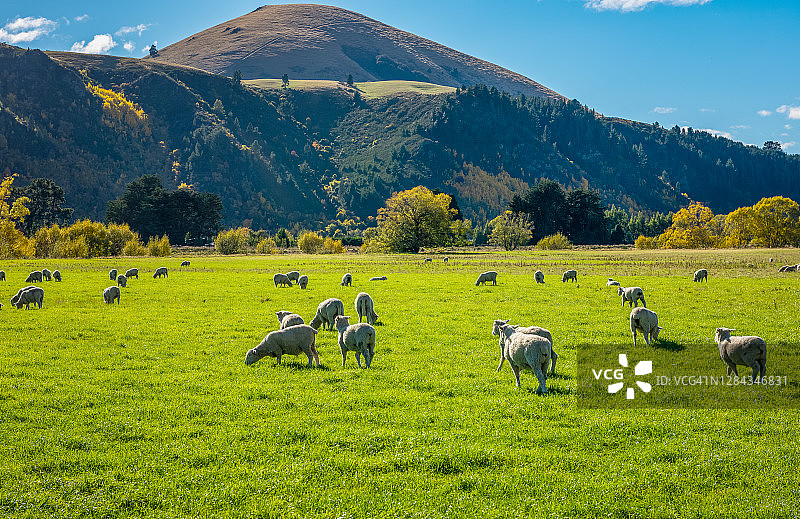 田野上的白色小羊图片素材