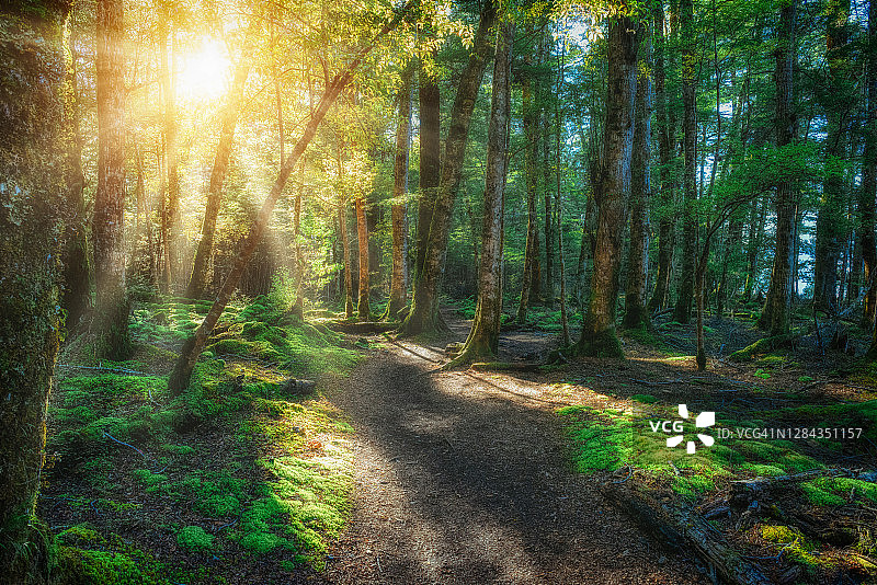 新西兰北岛的本地灌木图片素材