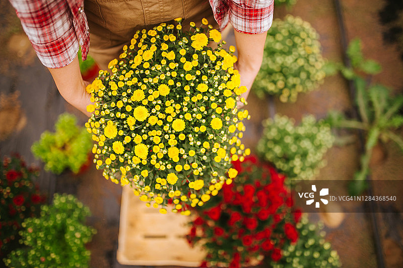 照料菊花图片素材