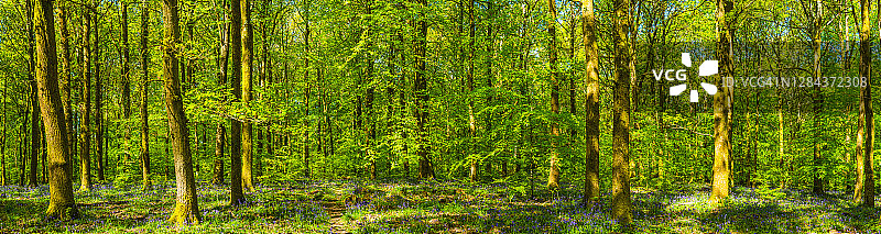 穿过田园诗般绿色森林空地的地球轨迹全景图片素材