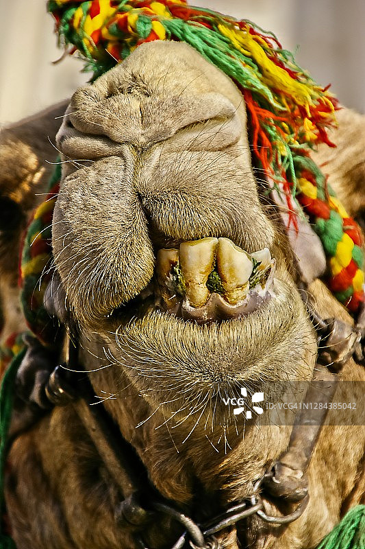 亚历山大骆驼图片素材