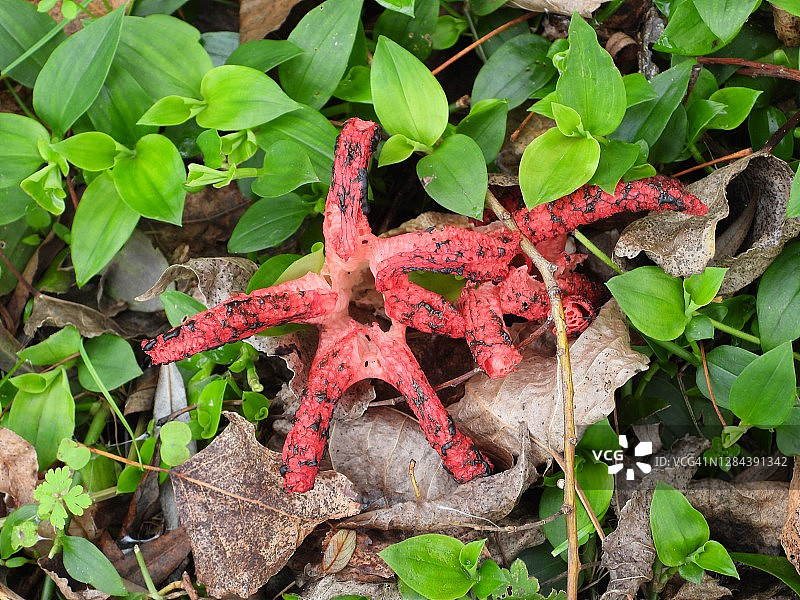 阿切氏笼头菌图片素材